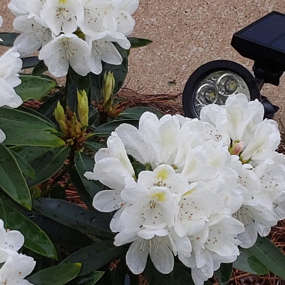 Meet your Posher, Mary - Picture 8 of 16